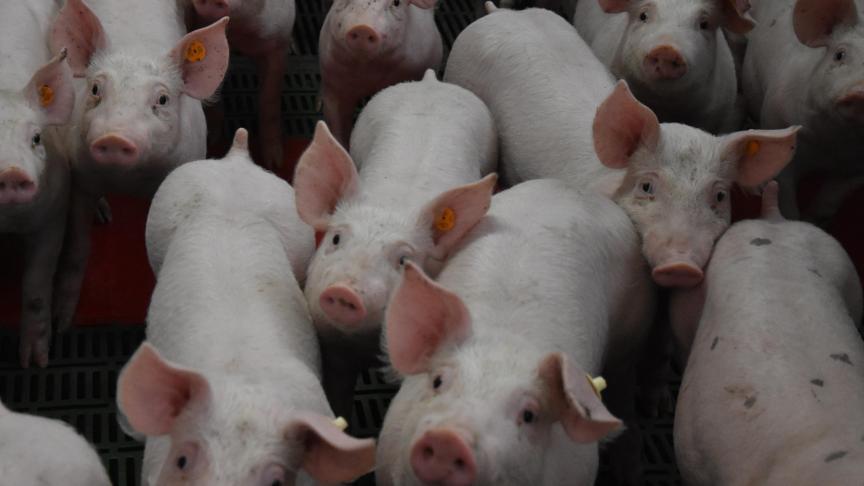 Vlaanderen werkt naar het einde van de chemische castratie van biggen. Maar voor die toepassing staan nog heel wat hinderpalen in de weg.