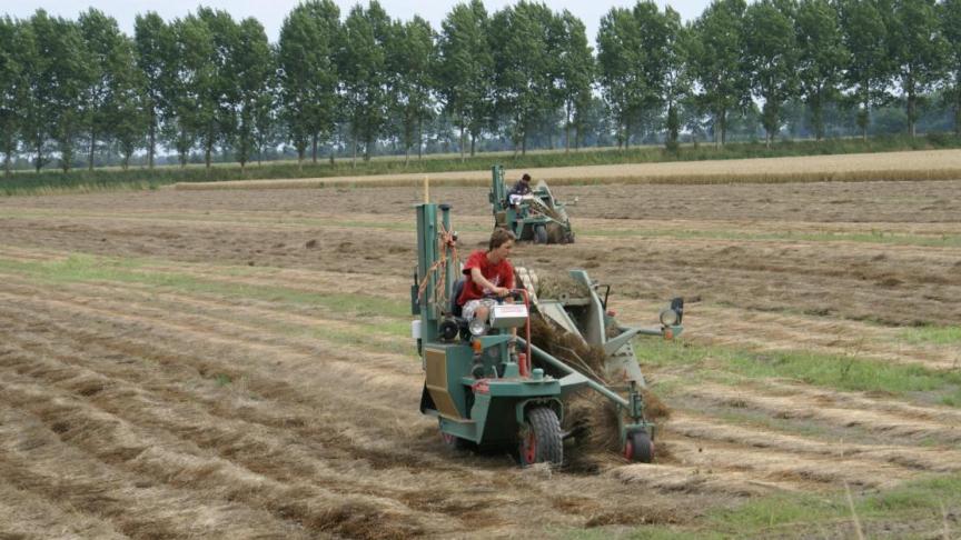Door de droge weersomstandigheden van 2020 bracht de vlasoogst duidelijk minder op.