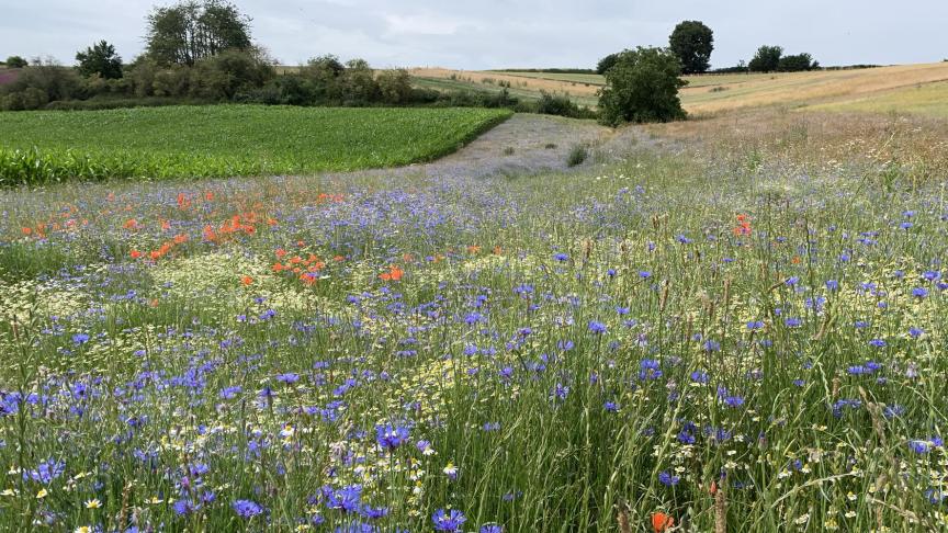 Bloemenranden zijn mooi, maar te vaak wordt schade aangebracht.
