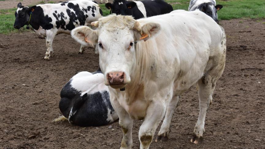 De Vlaamse Landmaatschappij telde in 2018 ruim 1,3 miljoen runderen in Vlaanderen.