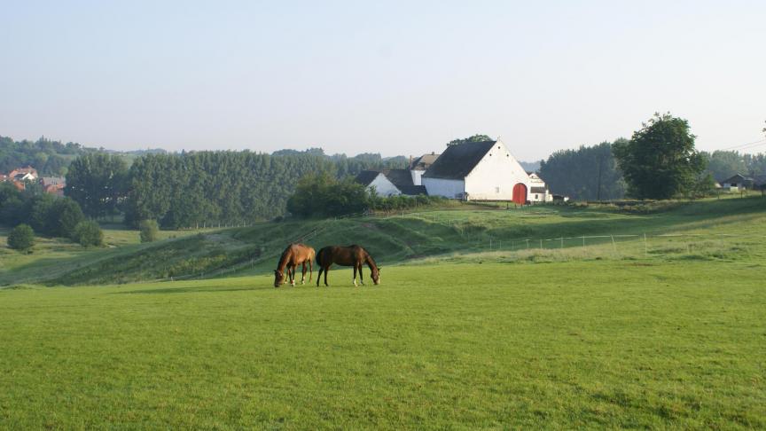 paysage chevaux + ferme xDSC00552