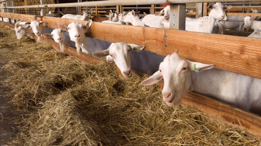 Naast biologisch voederen en de verzorging, dragen Peter en Joke dierenwelzijn hoog in het vaandel.