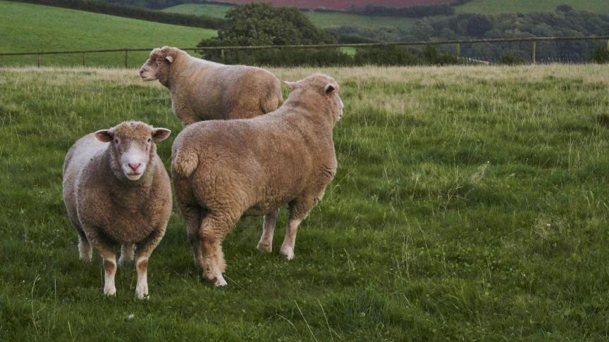 Zonder handelsakkoord volgen invoer- en uitvoerheffingen.