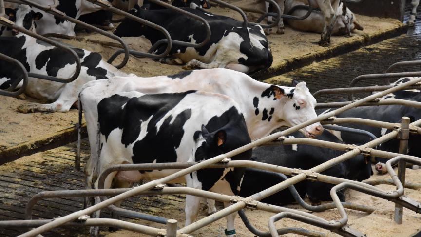 Melkveehouders besteden alsmaar meer aandacht aan de efficiëntie van de productie, niet alleen maar aan de productie zelf.