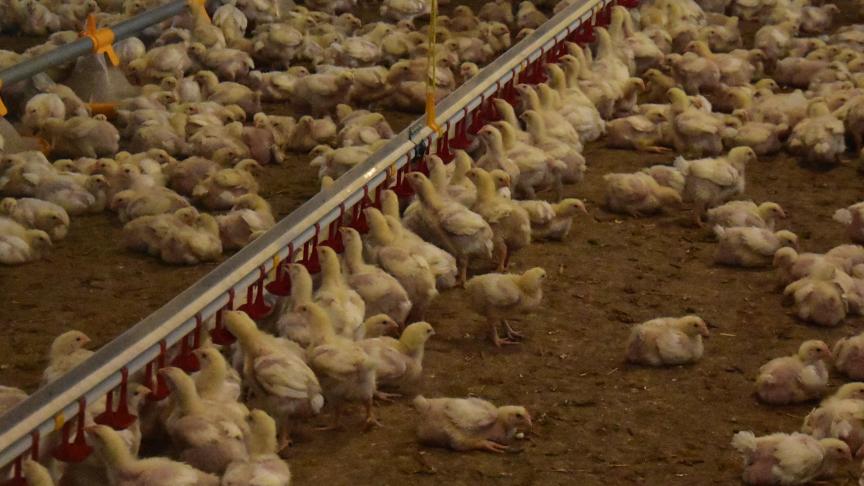 De besmettingen werden vastgesteld in een braadkippenbedrijf waar een licht verhoogde sterfte onder het pluimvee werd opgemerkt.