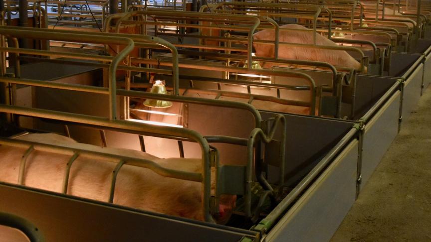 Een goede ventilatie in de varkensstal is belangrijk voor de luchtcirculatie en -verversing en voor de juiste temperatuurregeling.