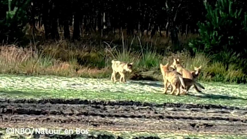 Op basis van camerabeelden werd uitgegaan dat August en Noëlla 4 welpen hadden, dat blijken er nu 5.