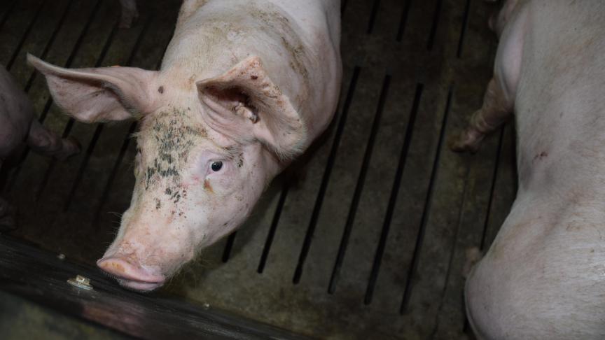 Zowel de varkens- als pluimvee en melkveesector krijgen enkele kwartalen uitstel van betaling van hun sociale bijdragen.