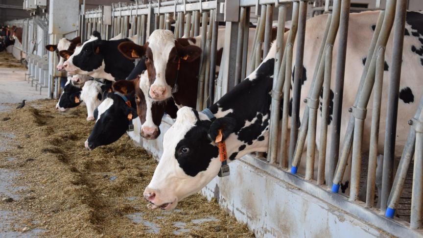Het is de eerste rundertuberculosehaard sinds 2 jaar in ons land.