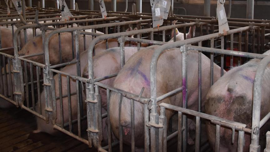 ILVO werkt nu ook aan rekentool voor varkenshouders, er bestaat al een voor melkveehouders.