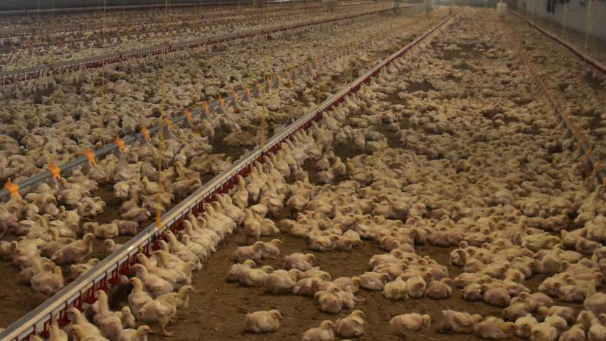 De geuremissiefactor van vleeskippen zou hoger liggen dan wordt aangenomen.