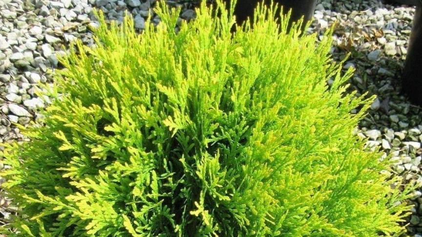 Thuya occidentalis Golden Globe, een bolconifeer die zorgt voor kleur op het terras of in de tuin.