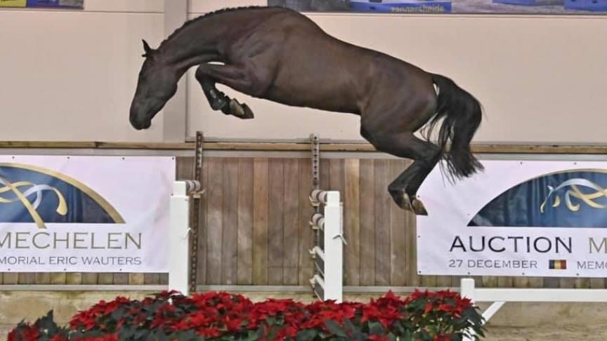 Quintino Royal Z, de 2-jarige Quabri De l’Isle hengst, werd verkocht voor een bedrag van 81.000 euro.