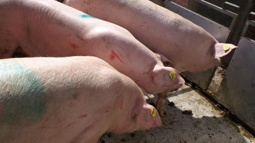 Europa plant mogelijk de herziening van transport van levende dieren.