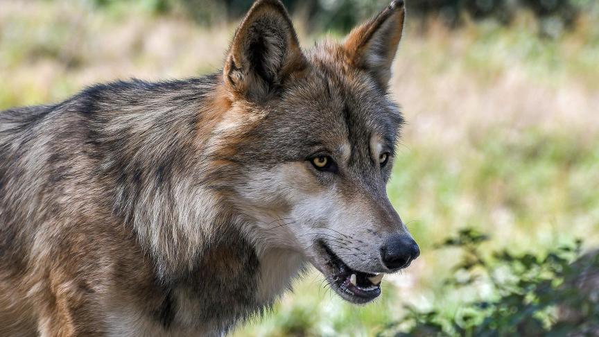 Vlaanderen werkt aan een protocol rond probleemwolven. Boerenbond vraagt dringend overleg.
