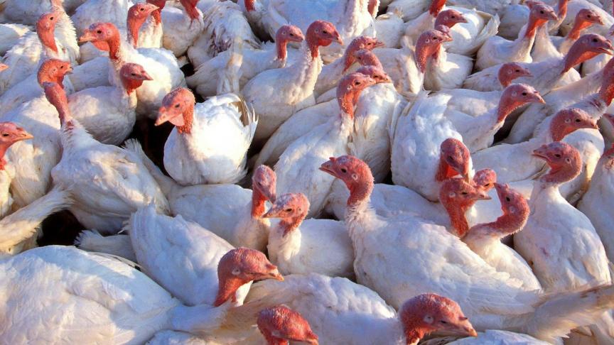 De 18.000 dieren worden geruimd om verspreiding van de ziekte te voorkomen, meldt het ministerie van Landbouw.