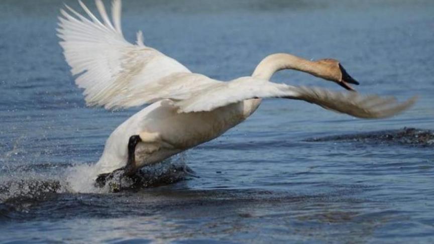 Wilde vogels zorgen voor de verspreiding van vogelgriep.