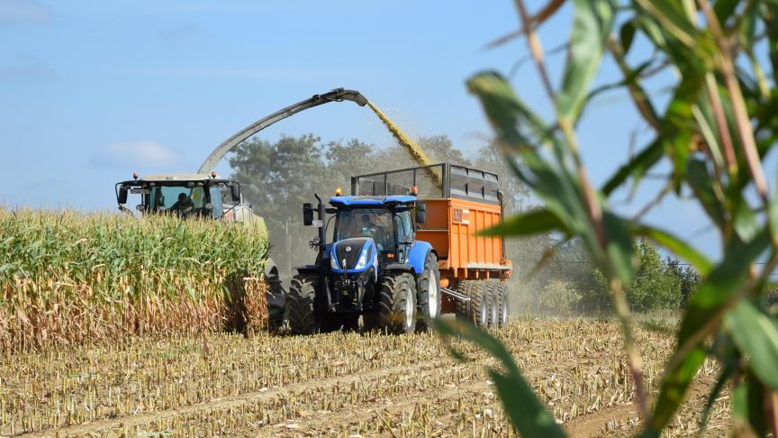 Door de selectie hebben de meeste van de huidige rassen een vrij goed stay-green karakter. Dit maakt het zeer moeilijk om zich enkel te baseren op de uitwendige visuele kenmerken van de gehele plant voor het bepalen van het optimale oogsttijdstip.