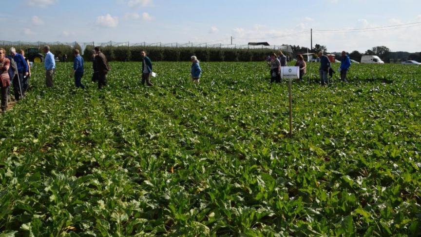 Alleen de suikerprijsindex van het FAO is in december gedaald.