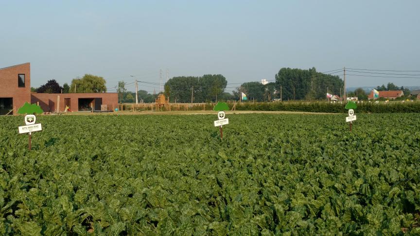 Suikerrijke en ziektetolerantere bieten worden steeds belangrijker in de toekomst, volgens Marc Ballekens.