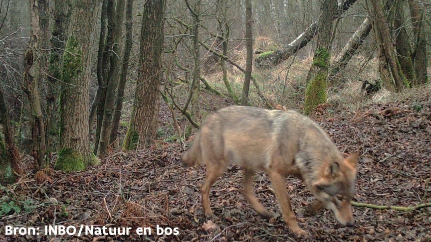 Voorlopig is er bij de 'Vlaamse' wolven nog geen probleemgedrag vastgesteld.