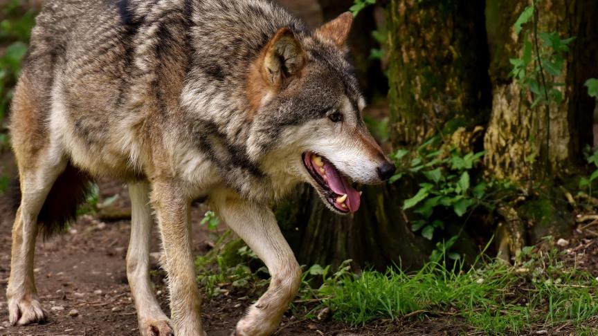 Het nieuwe wolvenprotocol houdt onvoldoende rekening met het leed en de kosten voor de gedupeerde veehouders.