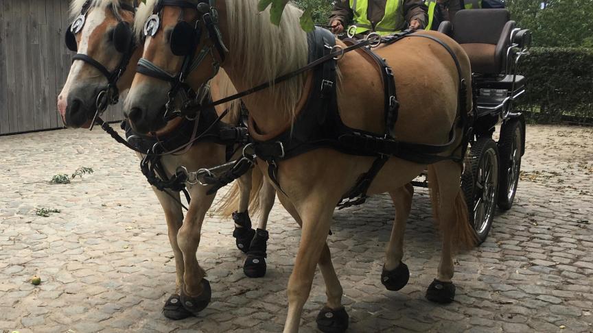 Rik Donze rijdt met zijn Haflingers op hoefschoenen.