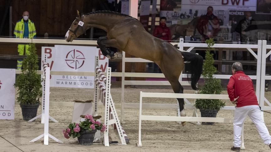 De veilingtopper van de BWP Top Stallion Auction 2021: Artist van den Driehoek Z.