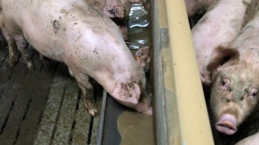Doorgaans liggen de kosten per kg vleesaanzet 8 à 9 cent lager bij het voeren met brij.
