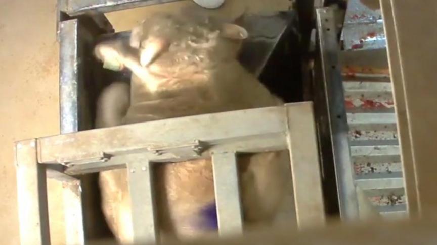 Animal Rights maakte in september 2017 undercoverbeelden die wantoestanden in het slachthuis van de groep Verbist blootlegden.