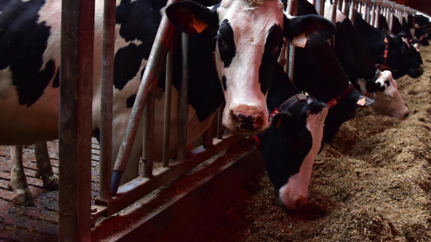 De lage dosering van Bovaer gaf 27% minder methaanuitstoot per kg voer wanneer het rantsoen geen maiskuil bevatte, tot 35% minder methaanuitstoot per kg voer bij het hoogste aandeel maiskuil.