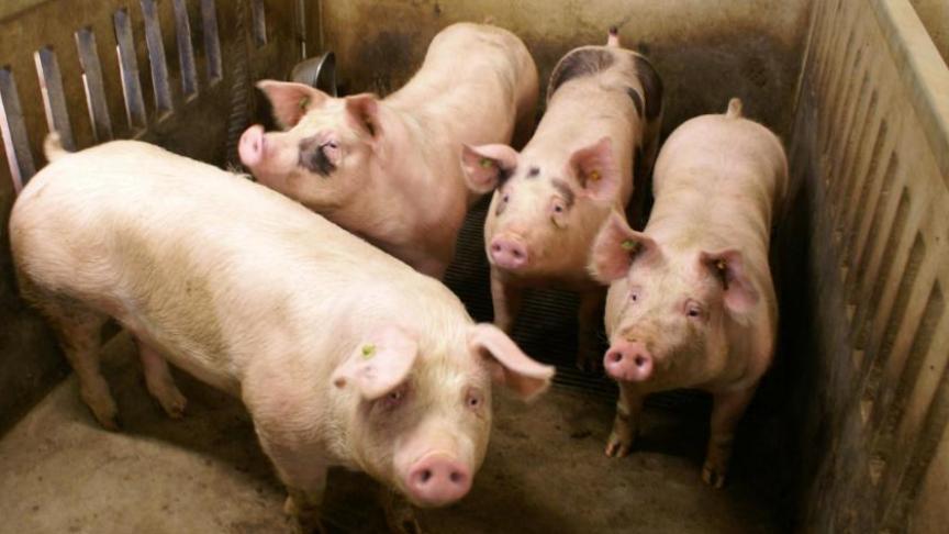 Europa bekijkt de effecten van private opslag van varkensvlees.
