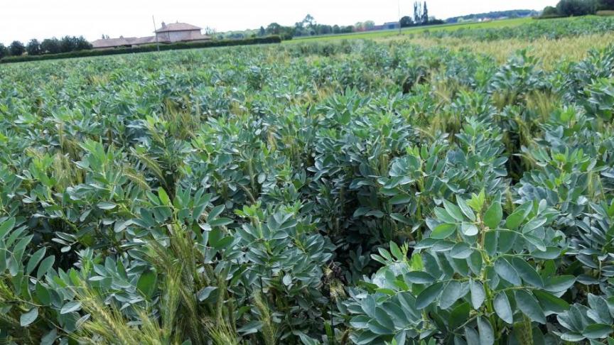1 van de projecten spitst zich toe op veldbonen.