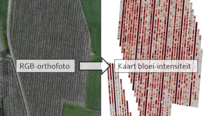 Op de orthofoto ziet u de bloei-intensiteit van een perenboomgaard. Rood = weinig bloei, wit = veel bloei