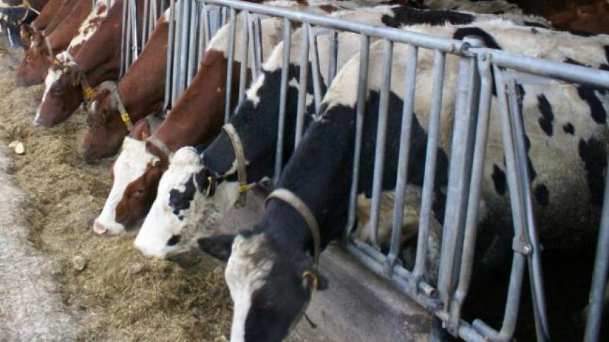 In 2019 werd 91.000 ton sojaschroot rechtstreeks vanuit Brazilië geïmporteerd, of 0,54% van de totale Braziliaanse export. Voor sojabonen was dat 57.000 ton, of 0,07 procent van de totale Braziliaanse export van sojabonen.