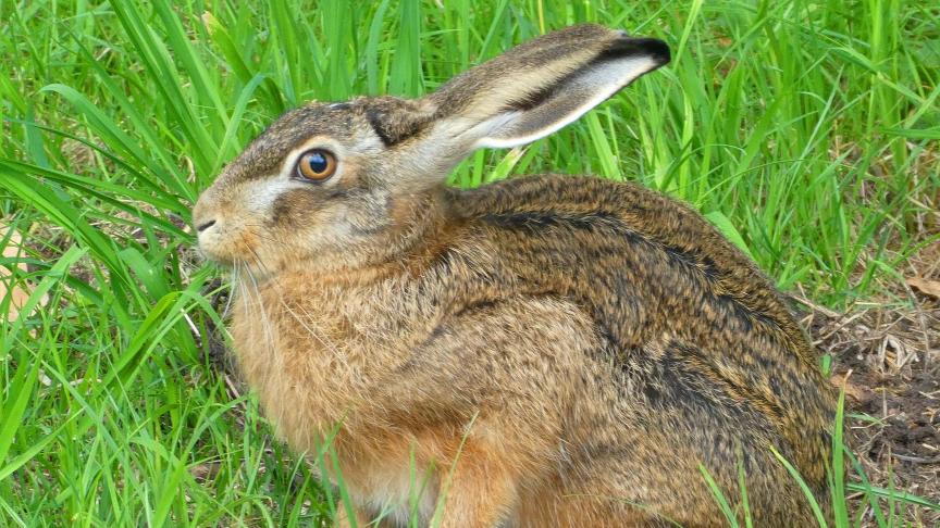 De hazenpopulatie neemt ook in Vlaanderen verder af.