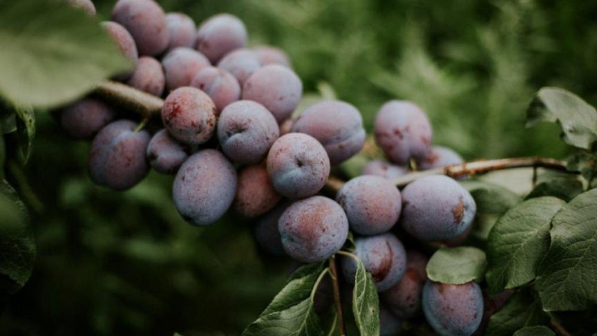 Hoewel de snoei bij steenfruit minder nauw luistert, zorgt een regelmatige snoeibeurt voor een betere oogst.