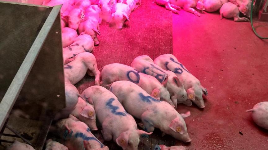 Het mengen van dieren, afkomstig van verschillende bedrijven, zorgt voor een verhoogd risico op een klinische uitbraak van App op bedrijven die endemisch besmet zijn met een hoogvirulente stam.