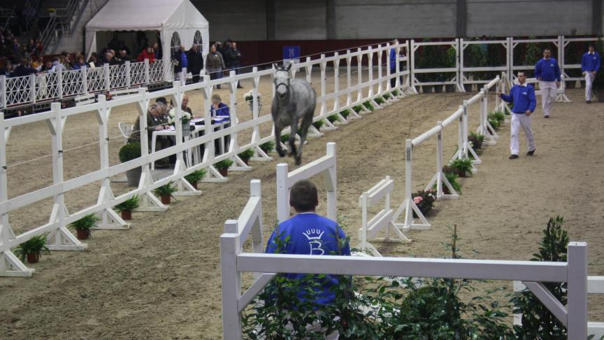 Op 5, 6 en 7 maart zal de jaarlijkse hengstenkeuring van Studbook SBS te volgen zijn via livestreaming.