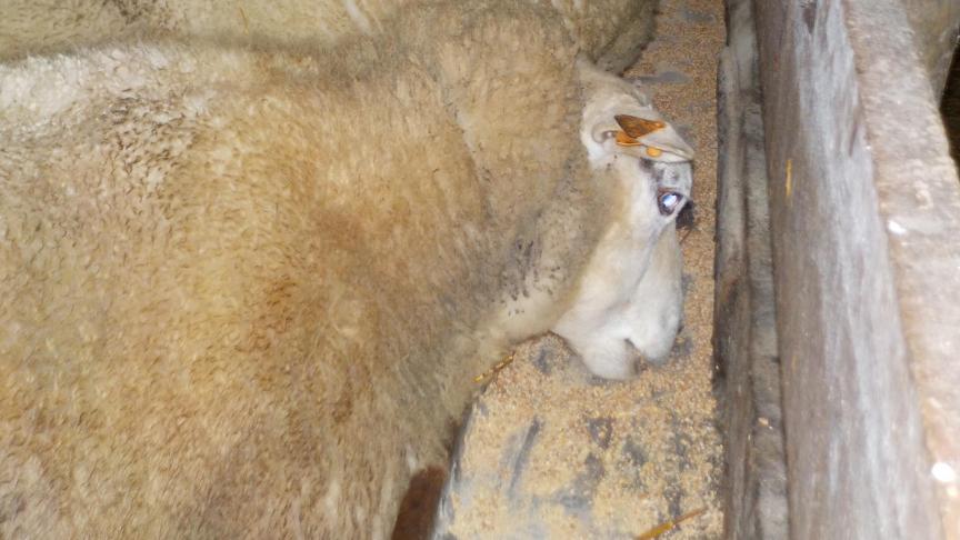 De voederbehoefte (= energie- en eiwitbehoefte) van de drachtige ooi hangt af van haar gewicht, van het drachtstadium en van de te verwachten worpgrootte.
