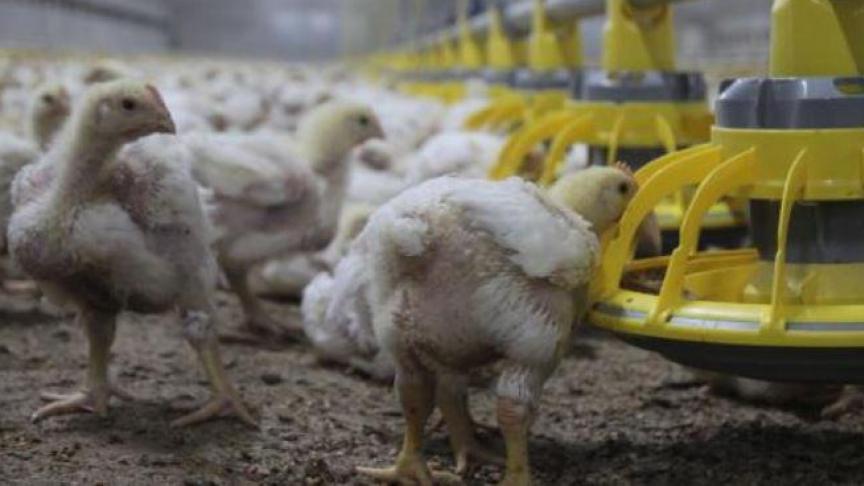 Er werden 4 concrete reductiedoelstellingen geformuleerd in het tweede Convenant betreffende het verantwoord gebruik van antibiotica bij dieren.