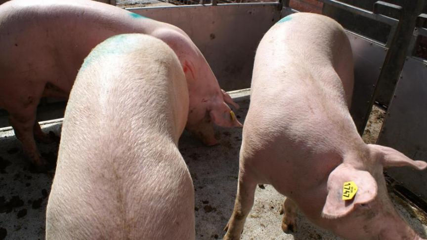 Een opheffing van de embargo’s zal leiden tot een toename van de export van ons varkensvlees en hopelijk ook tot betere varkensprijzen.