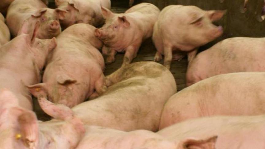 De varkenssector verkeert in crisis.
