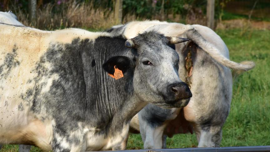 In 2019 was bijna twee derde van de totale eindproductiewaarde van de land- en tuinbouw afkomstig van de veeteelt (62%). Runderen waren goed voor bijna 600 miljoen euro.