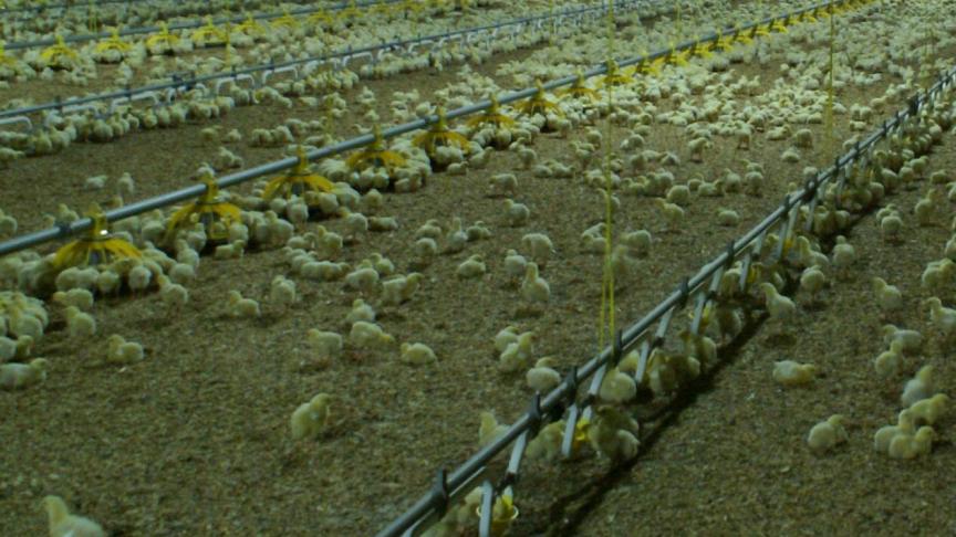 De aanvraag omvatte een belangrijke uitbreiding van het pluimveebedrijf tot het houden van 84.000 vleeskippen.