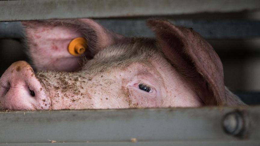 De maatregel zal naar verwachting meer dan 500 ondernemingen ondersteunen.