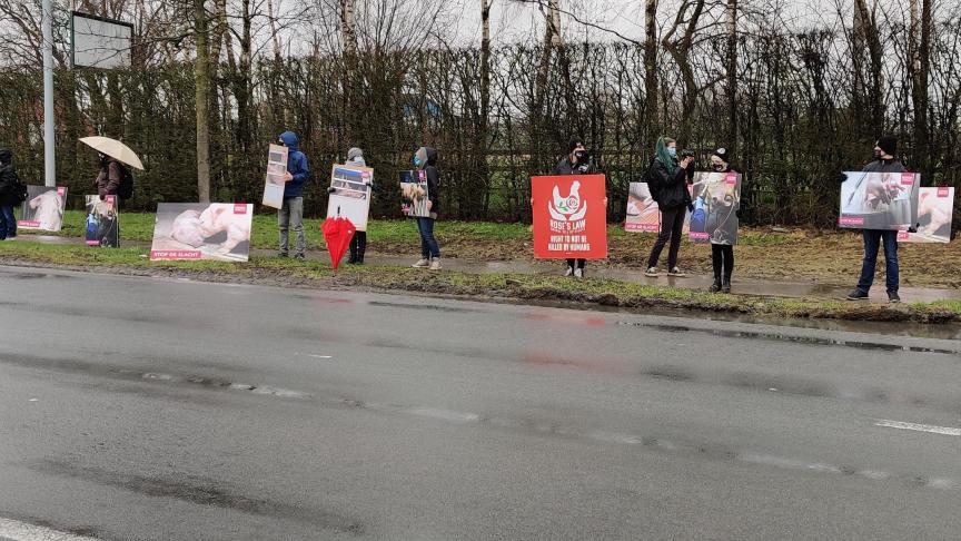 Leden van Animal Rights protesteerden langs de baan aan het slachthuis van Tielt.