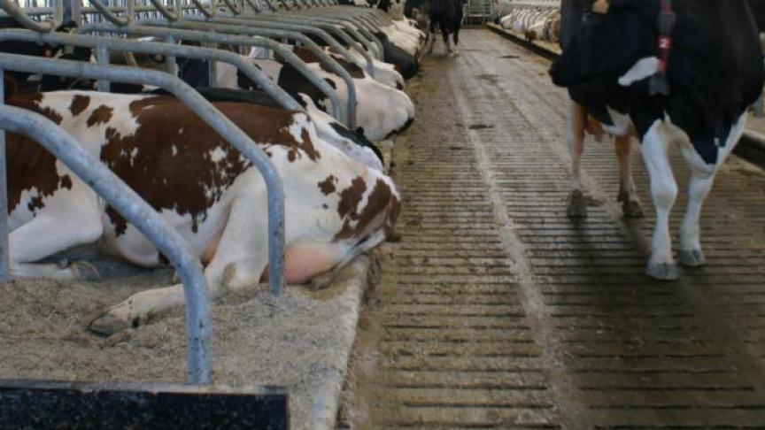 Begin 2020 heeft de werkgroep paratuberculose een onverwachte stijging van het aantal positieve monsters voor antistoffen tegen paratuberculose vastgesteld bij analyses in de periode november 2019-februari 2020.