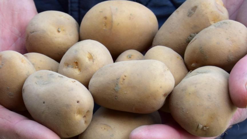 Dit kostbaar uitgangsmateriaal vormt immers de basis voor een geslaagde consumptieteelt.