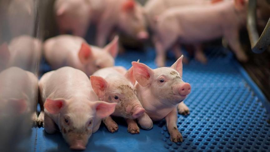 Om de weerbaarheid van varkens(bedrijven) en -houders te verbeteren, slaan Boerenbond, Inagro en DGZ de handen in elkaar.